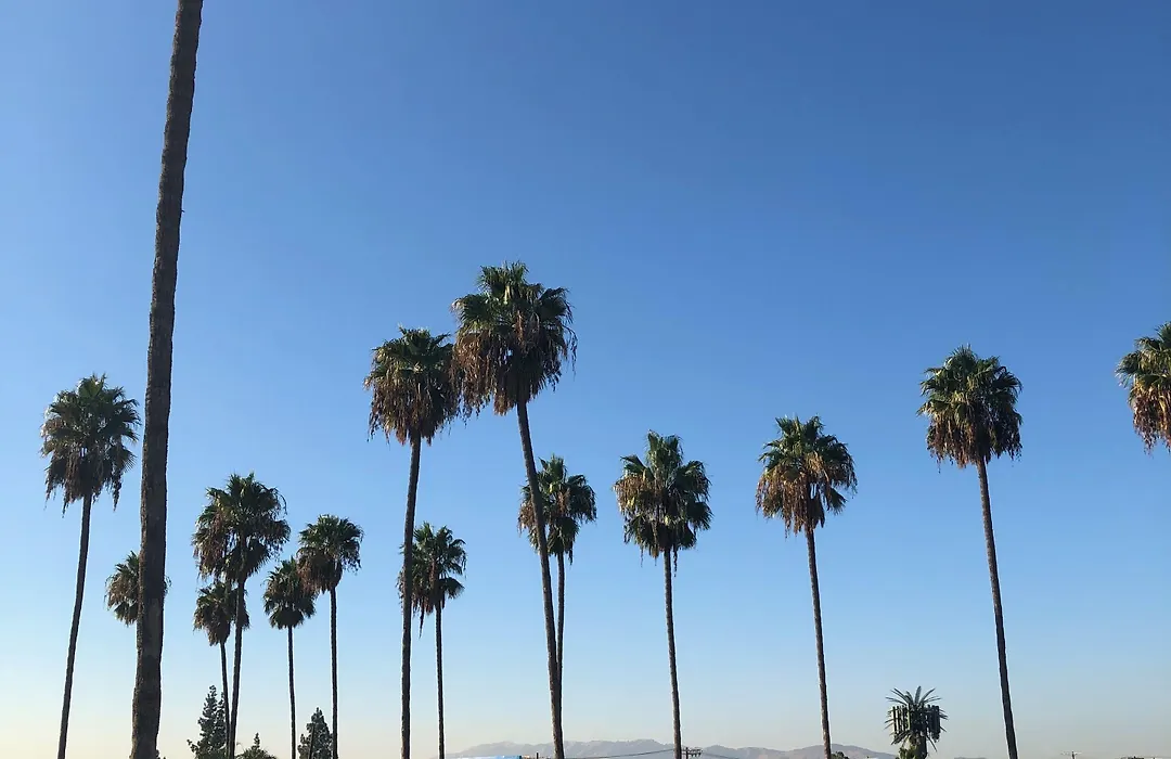 Palm Tree Inn-1